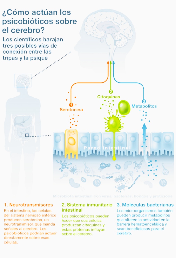 Psicobióticos y su efecto sobre el cerebro humano