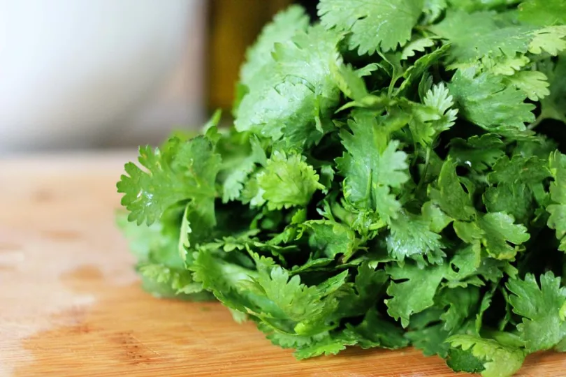 El cilantro también es conocido por ser digestivo, antihipertensivo, desintoxicante, y por ayudar a reducir el azúcar en la sangre y el colesterol