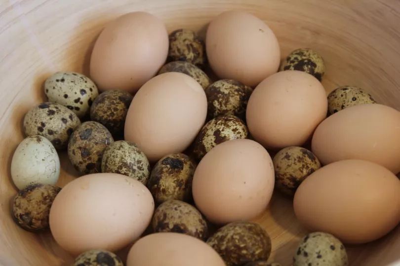 Existen múltiples y variados tipos, pero sin dudas, los más requeridos son el huevo de gallina y el de codorniz, este último con un gran poder nutritivo.