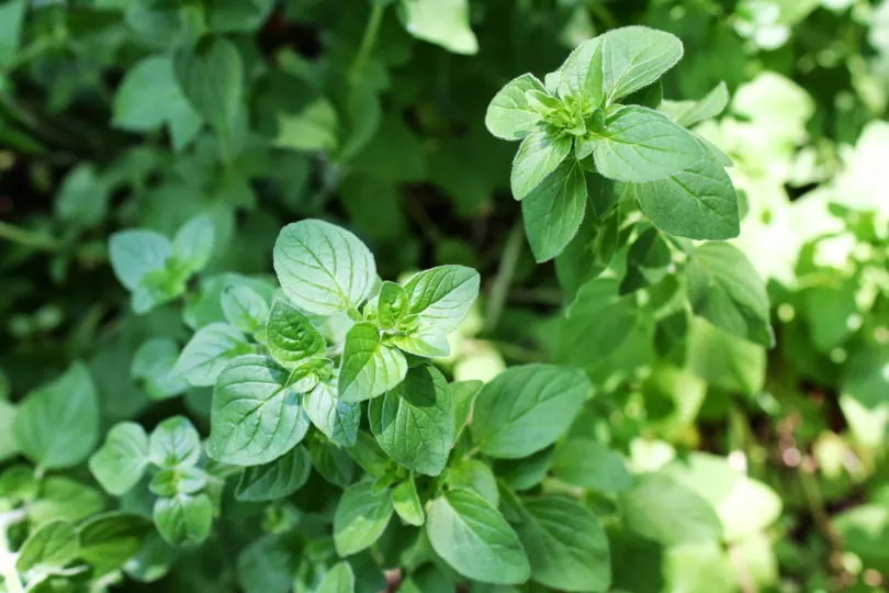 Masticar hojas frescas de óregano puede disminuir los cólicos menstruales y prevenir la menopausia precoz.