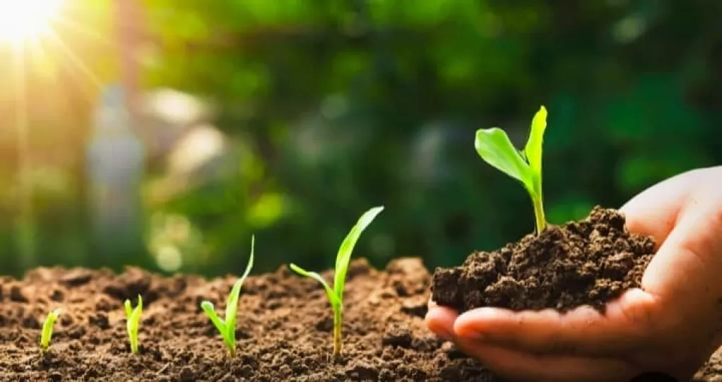 Se ha demostrado que este suelo innovador tiene la capacidad de aumentar el rendimiento agrícola en un 138%.