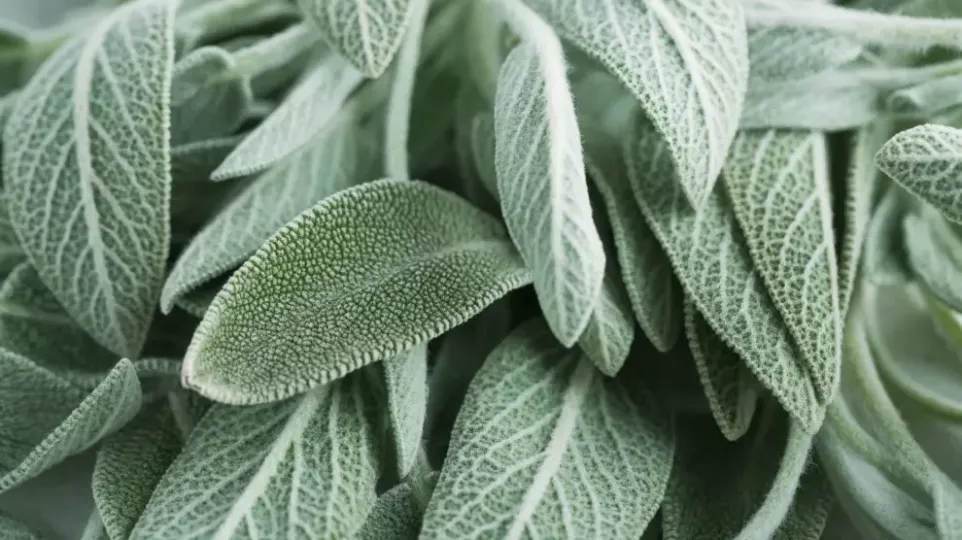 Salvia