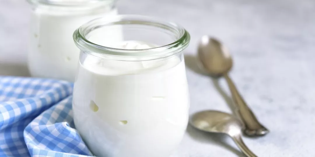 El yogurt es también conocido debido a la presencia de esas bacterias vivas. 