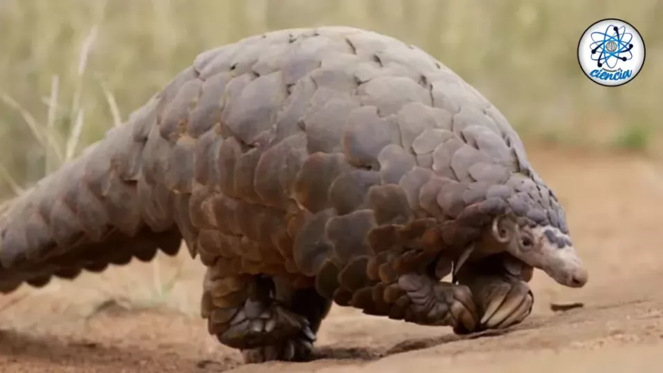 Pangolín