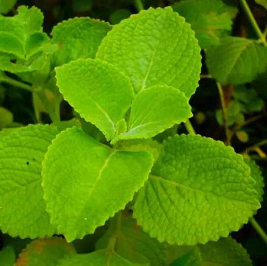 El orégano es una planta muy común en Cuba