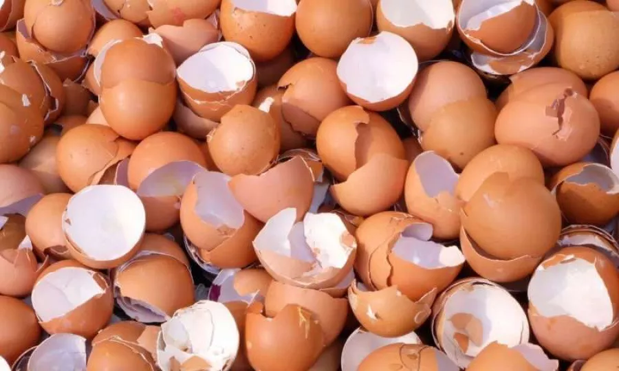 cáscaras de huevos