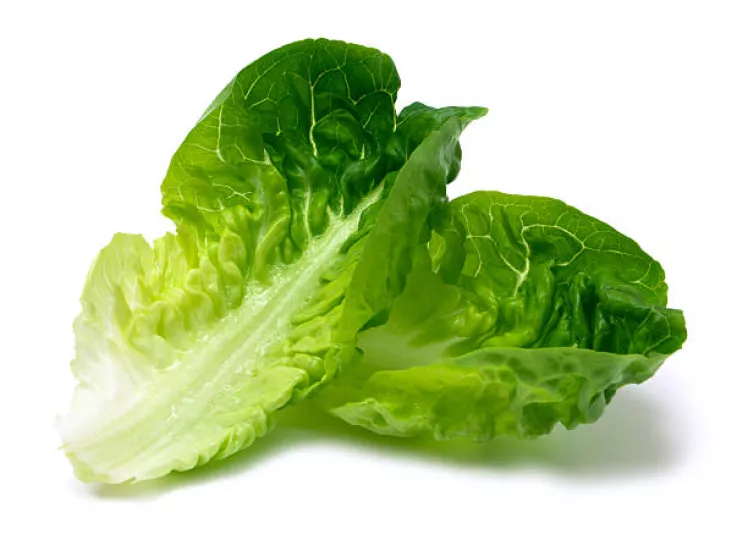 Lechuga