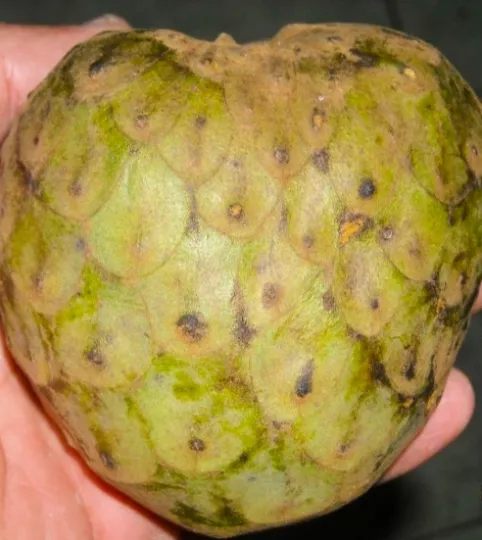 La chirimoya cubana