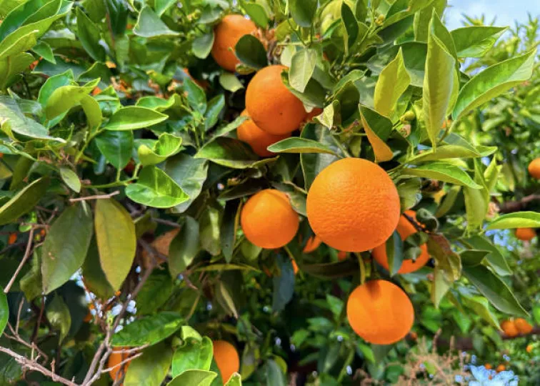 Naranjas