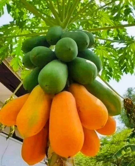 Fruta bomba