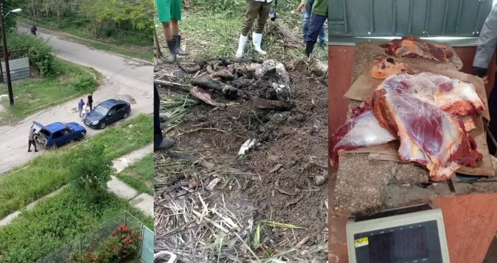 La banda se dedicaba al hurto y sacrificio de ganado vacuno.