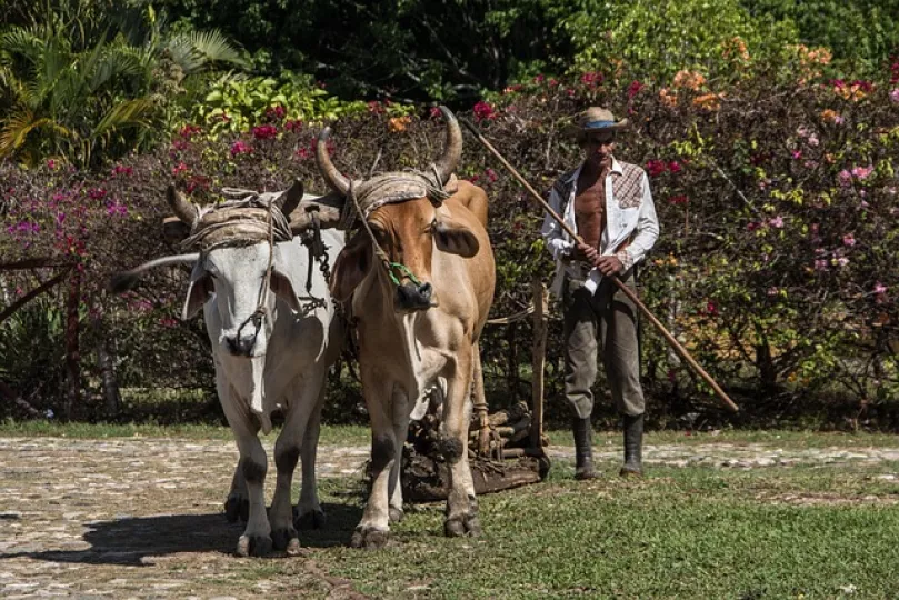 Drones, satélites y sensores: la apuesta tecnológica para modernizar la agricultura cubana