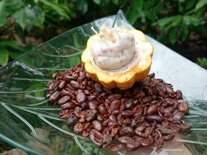 Baracocoa S.A.: nueva empresa mixta para impulsar el chocolate cubano