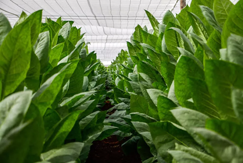 Pinar del Río sembrará el 70 % del tabaco cubano en la campaña 2025-2026