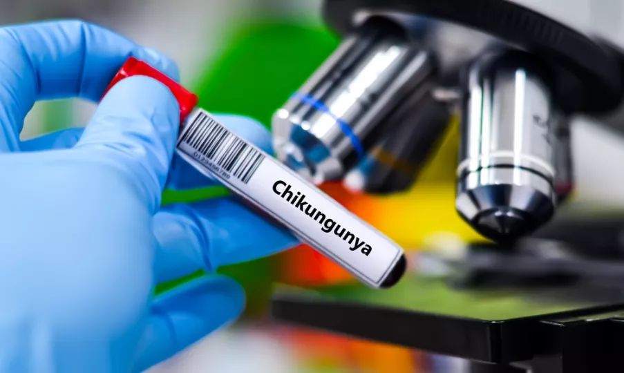 El chikungunya, transmitido por los mosquitos Aedes Aegypti y Aedes albopictus, suele provocar fuertes dolores articulares y fiebre, manifestaciones similares a las del dengue.