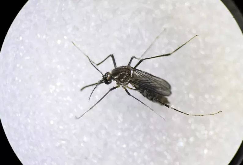Mosquito Aedes Aegypti, principal transmisor de dengue y chikungunya.