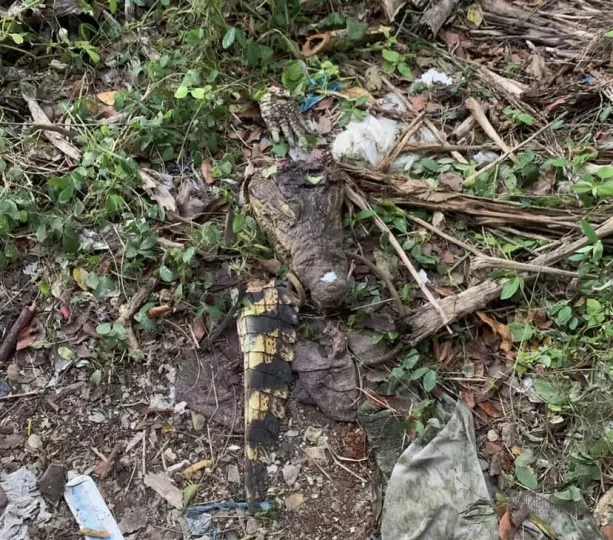 Restos del cocodrilo desaparecido en el zoológico de Caibarién.