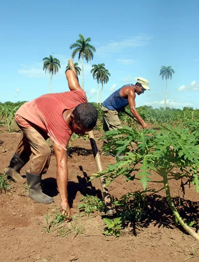 Con la futura ley, pudieran ocurrir grandes cambios en el manejo de la tierra en Cuba.