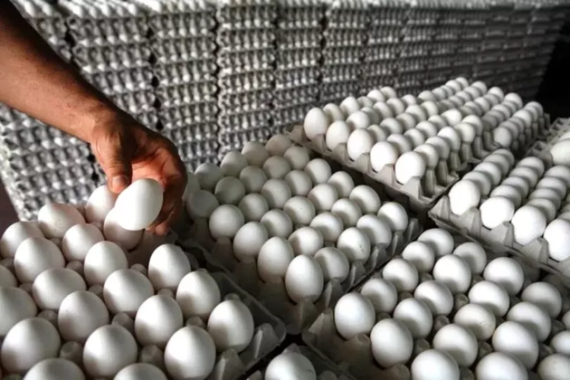 Contenedores cargados con huevos listos para su exportación hacia Cuba desde la República Dominicana.