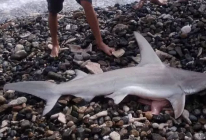 Tiburón de pequeño tamaño nadando en aguas poco profundas cerca de la costa.