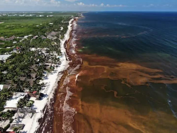 Acumulación masiva de sargazo en las playas del Caribe mexicano.