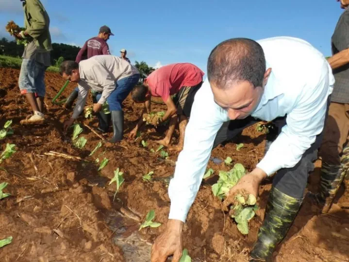 Trabajadores realizando labores de siembra de tabaco en un campo de Pinar del Río.