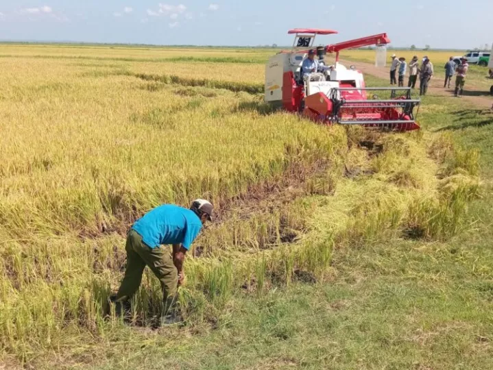 Cultivos de arroz en la provincia de Granma desarrollados mediante proyectos de cooperación agrícola con Vietnam.