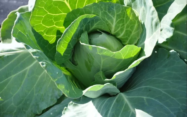 En la gastronomía, la col es un ingrediente muy utilizado en una amplia variedad de platos.