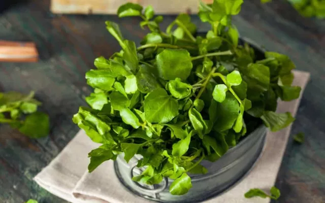 El berro tiene un sabor ligeramente picante, pues así ofrece una gran variedad de alternativas.