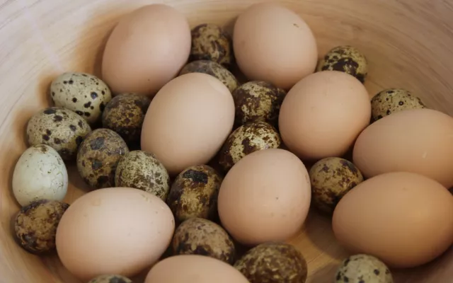  Existen múltiples y variados tipos, pero sin dudas, los más requeridos son el huevo de gallina y el  de codorniz, este último con un gran poder nutritivo.