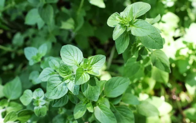 Masticar hojas frescas de óregano puede disminuir los cólicos menstruales y prevenir la menopausia precoz.