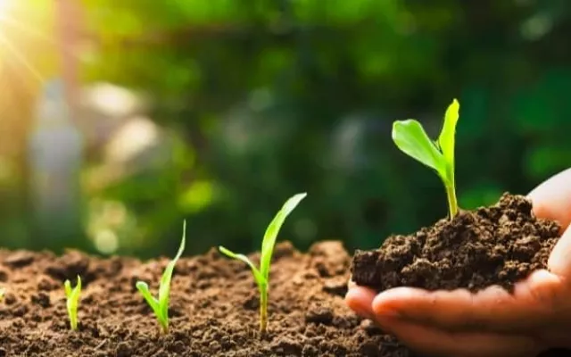 Se ha demostrado que este suelo innovador tiene la capacidad de aumentar el rendimiento agrícola en un 138%.