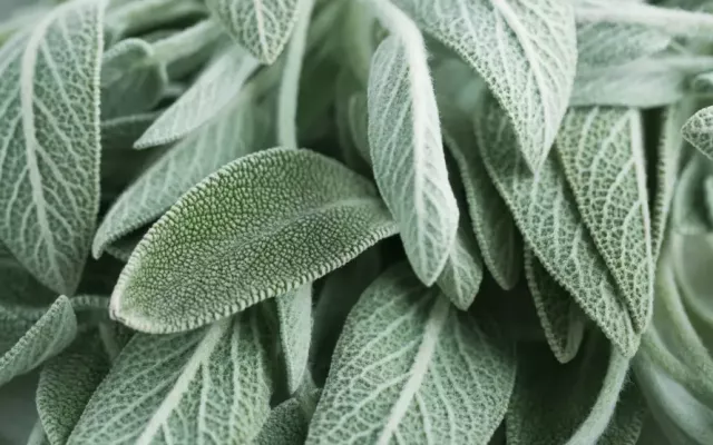 Salvia