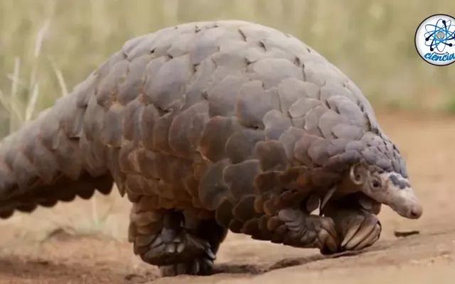 Pangolín