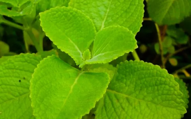 El orégano es una planta muy común en Cuba