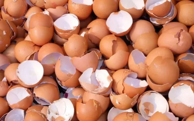cáscaras de huevos