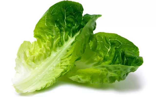 Lechuga