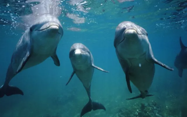 Delfines