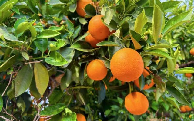 Naranjas
