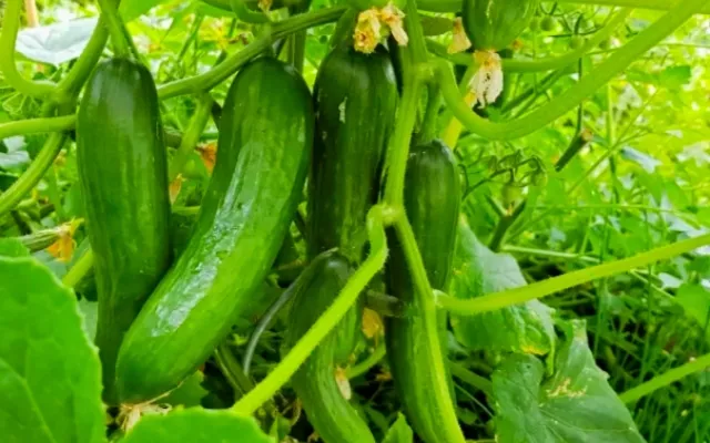 Cultivo del pepino