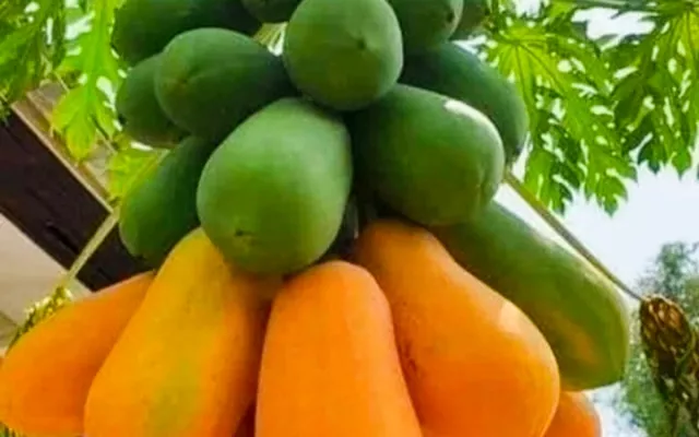 Fruta bomba