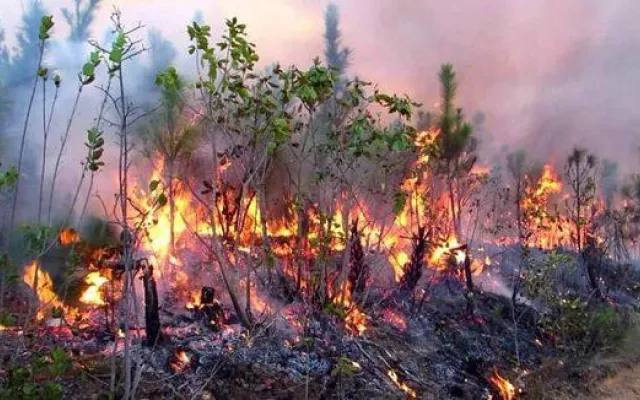 Reportan 70 incendios forestales en Cuba en menos de dos meses