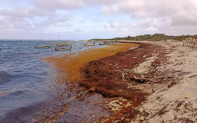 Alarma ante acumulación de sargazo en playas y costas de provincia cubana