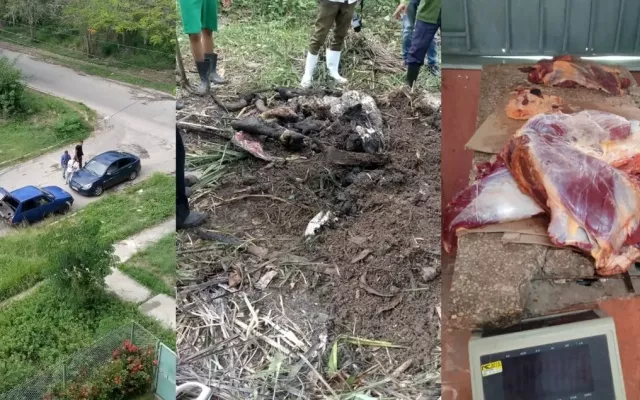La banda se dedicaba al hurto y sacrificio de ganado vacuno.