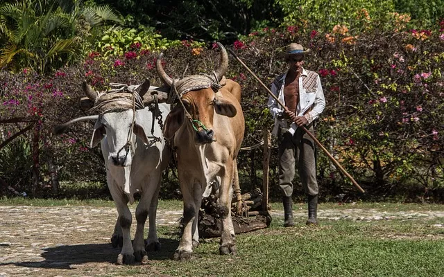 Drones, satélites y sensores: la apuesta tecnológica para modernizar la agricultura cubana