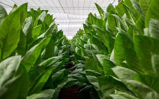 Pinar del Río sembrará el 70 % del tabaco cubano en la campaña 2025-2026