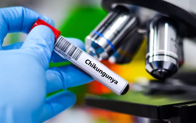 El chikungunya, transmitido por los mosquitos Aedes Aegypti y Aedes albopictus, suele provocar fuertes dolores articulares y fiebre, manifestaciones similares a las del dengue.