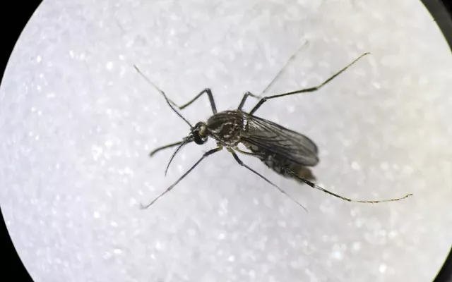 Mosquito Aedes Aegypti, principal transmisor de dengue y chikungunya.