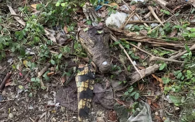 Restos del cocodrilo desaparecido en el zoológico de Caibarién.