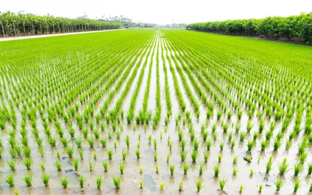 El Gobierno mexicano formalizó la asignación de casi 35 millones de dólares para ampliar en Cuba el programa agrícola "Sembrando Vida", enfocado en la producción de alimentos y el empleo rural.